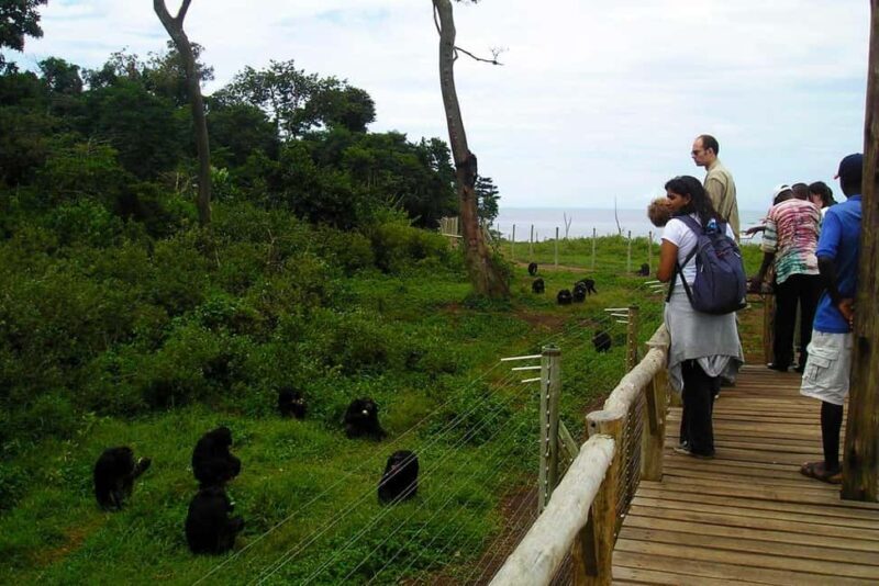 Entebbe: Ngamba Island Chimpanzee Trekking Day Trip - Who Should Consider This Tour?