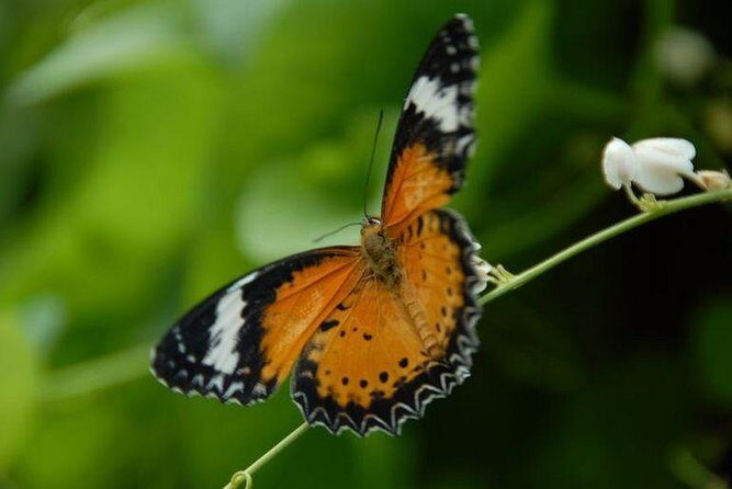 Entopia Butterfly Farm & Tropical Spice Garden Tour - Introduction: A Balanced Look at the Entopia Butterfly Farm & Tropical Spice Garden Tour
