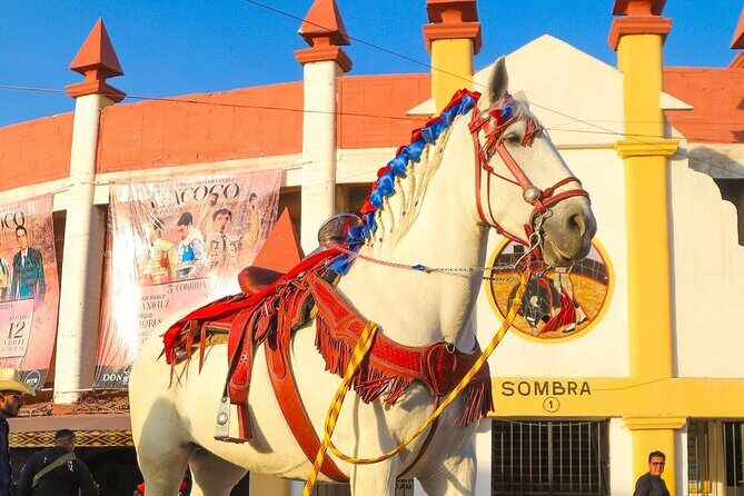 Entrance and transfer to the Texcoco International Horse Fair26 - Practicalities and Logistics