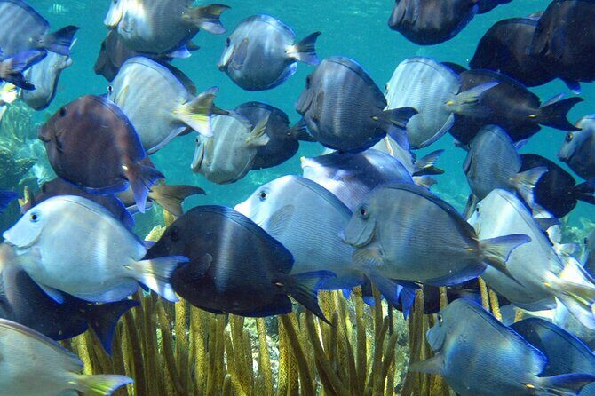 Entry Level PADI Course Discovery Scuba Dive - Introduction