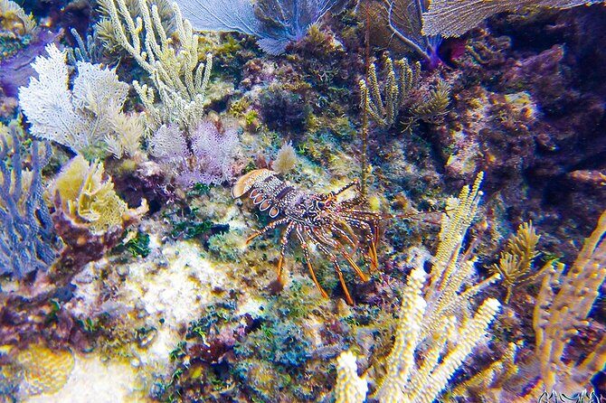 Entry Level PADI Course Discovery Scuba Dive - Key Points