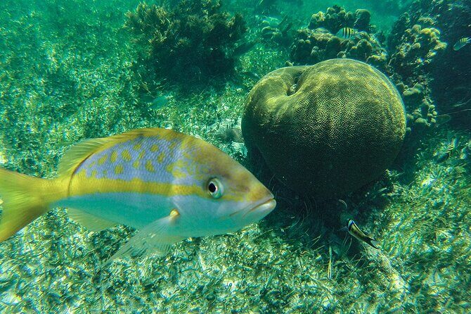 Entry Level PADI Course Discovery Scuba Dive - Analyzing the Value