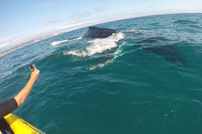 Epic Kayak With Dolphins & Wildlife - 4WD Beach Adventure Noosa - An In-Depth Look at the Tour Experience