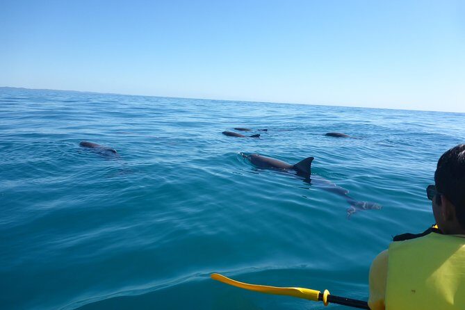 Epic Kayak With Dolphins & Wildlife - 4WD Beach Adventure Noosa - Practical Details and Tips