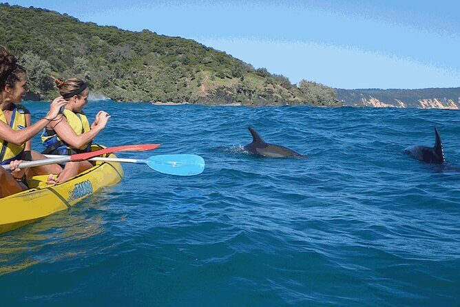 Epic Kayak With Dolphins & Wildlife - 4WD Beach Adventure Noosa - The Overall Experience: Who Will Love It?