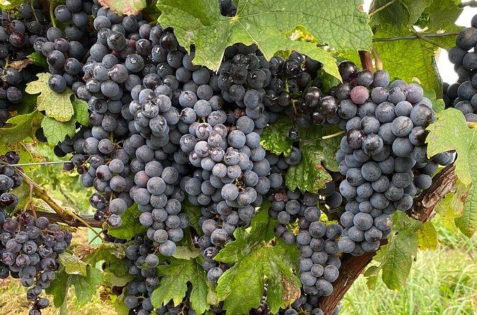Epic Wine and Waterfall Tour - Practical Details: Timing, Price, and Group Size
