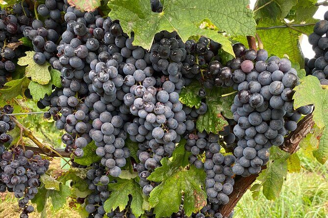 Epic Wine and Waterfall Tour - The Sum Up: Is It Worth It?