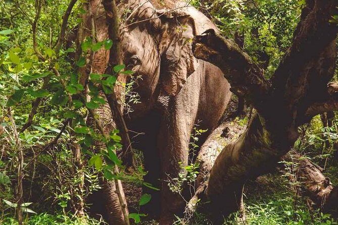 Erawan Waterfall and Elephant Care: Private Tour to Kanchanabur - FAQ