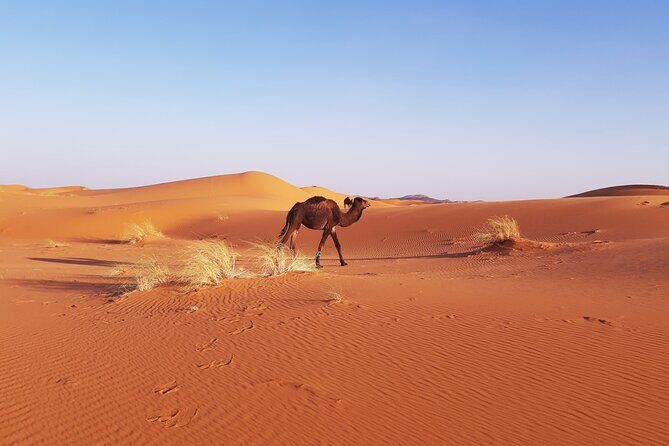 Erg Chebbi camp Merzouga - Practical Considerations