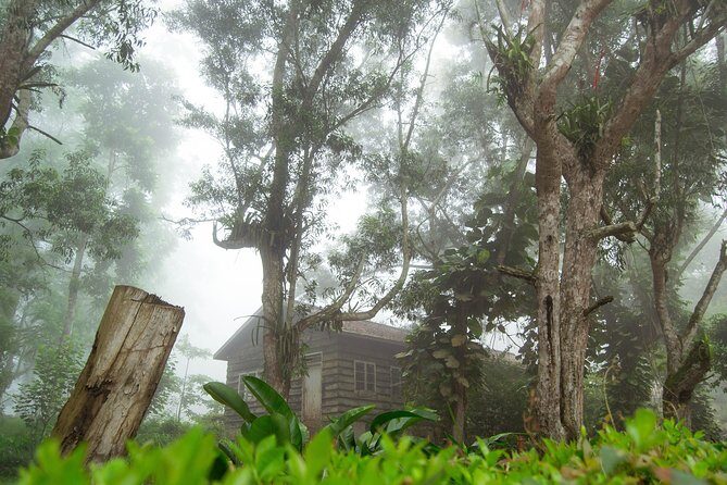 Escape Accra City to Aburi Gardens and Tetteh Quarshie Cocoa Farms - Tetteh Quarshie Cocoa Farm: Where Chocolate Begins