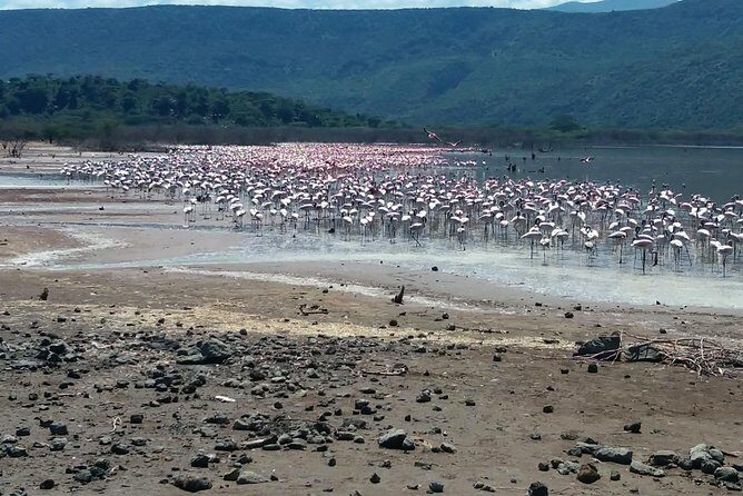Escape to Lake Bogoria, Flamingo's new home for an overnight safari - Who Will Love This Tour?