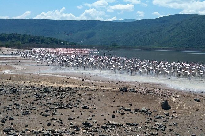 Escape to Lake Bogoria, Flamingo's new home for an overnight safari - Final Thoughts: Is It Worth It?
