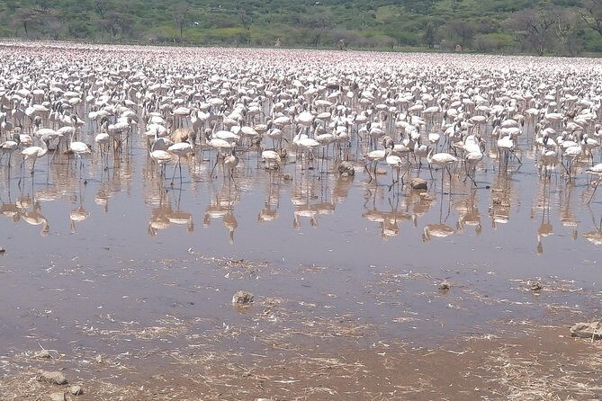 Escape to Lake Bogoria, Flamingo's new home for an overnight safari - FAQ