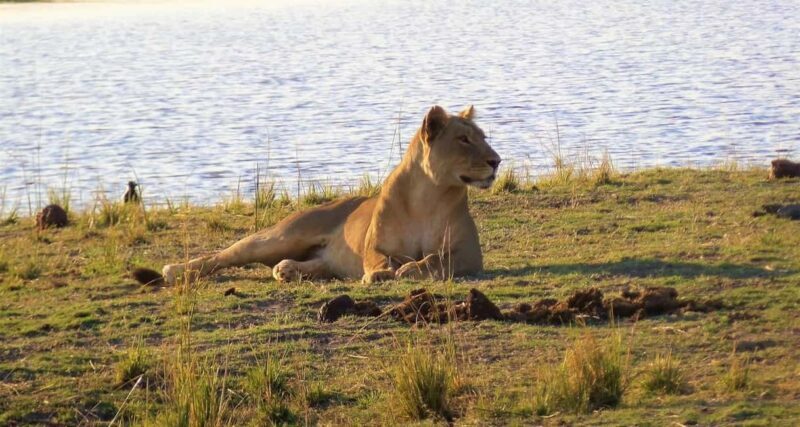 Escape to Tranquility: Zambezi River in 6 Days - Key Points