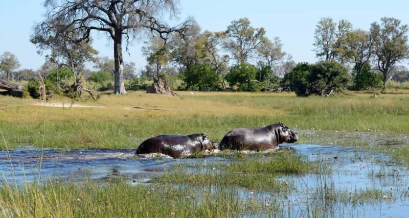 Escape to Tranquility: Zambezi River in 6 Days - Authentic Experiences and Traveler Feedback