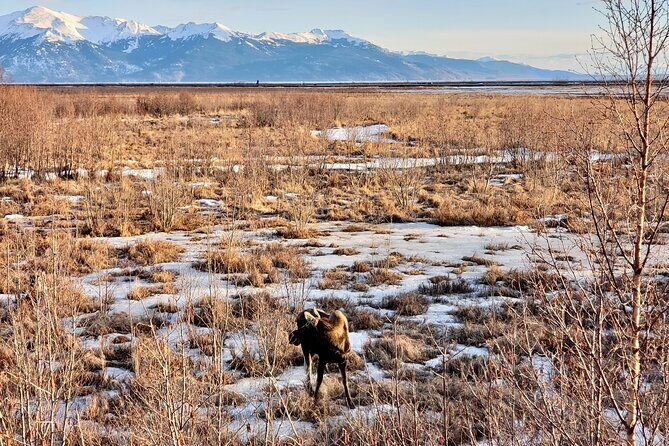 Escaping Anchorage Spring Wildlife Tour - A Deep Dive into the Experience