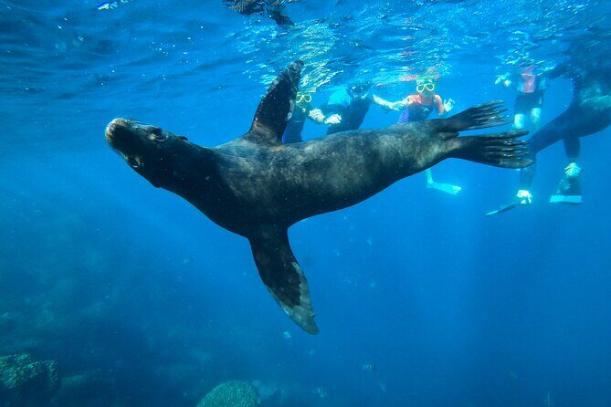 Espiritu Santo Island and sea lions - The Guides and Environment