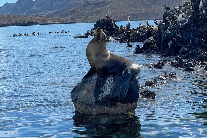 Espiritu Santo Island and sea lions - FAQ