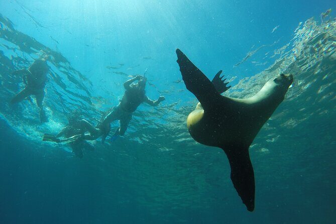 Espiritu Santo Island Private Tour: Sea Lions and paddle boarding - An In-Depth Look at the Tour