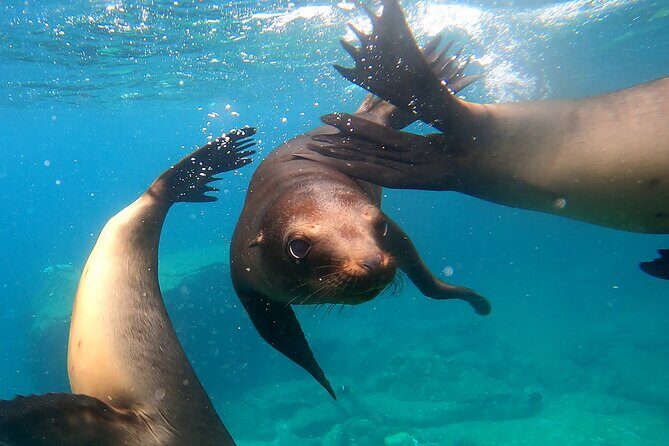 Espiritu Santo Island: Snorkel, Wildlife and Beach - Key Points