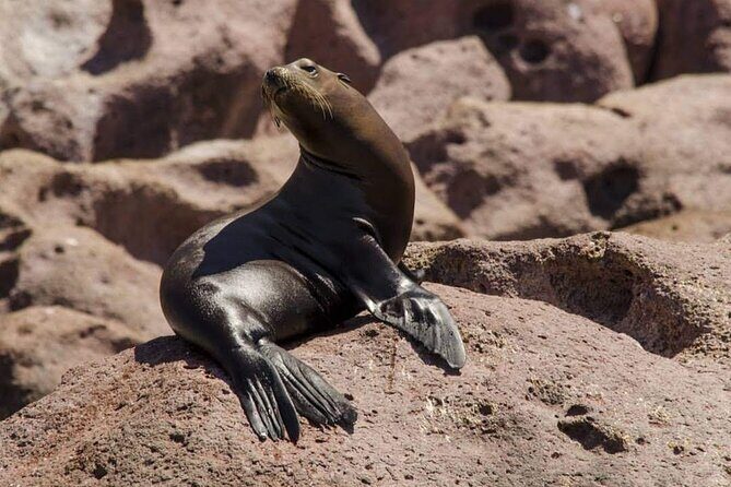Espiritu Santo Island: Snorkel, Wildlife and Beach - Practical Tips for Your Trip