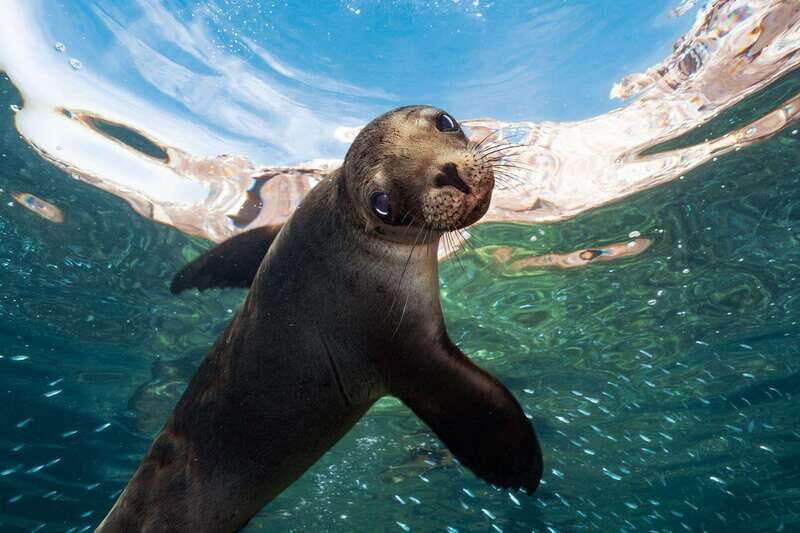 Espiritu Santo Island: Snorkeling Sea Lion Adventure - An Honest Look at the Tour Experience