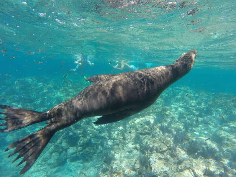 Espiritu Santo Snorkeling and Sea Lion Adventure - An Overview of the Tour