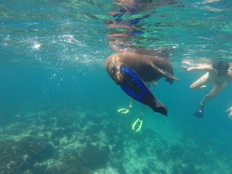 Espiritu Santo Snorkeling and Sea Lion Adventure - Pricing and Value