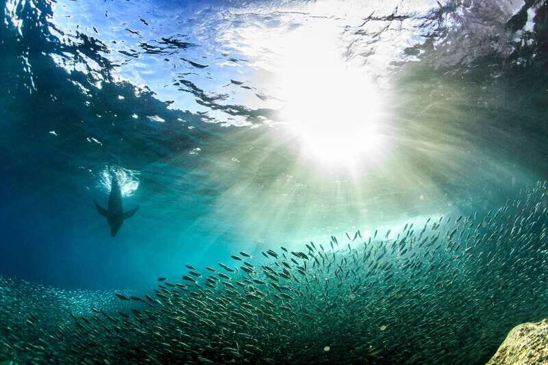 Espiritu Santo Snorkeling and Sea Lion Adventure - Practical Details