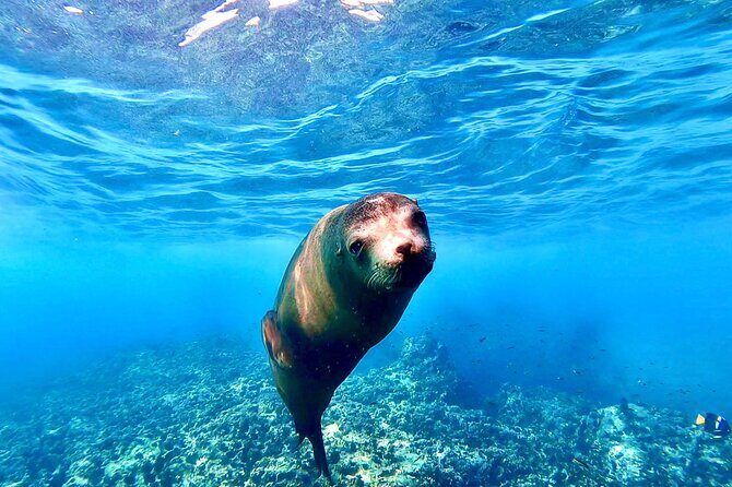 Espiritu Santo Wildlife Expedition and Snorkeling Tour (Private) - A Closer Look at the Experience