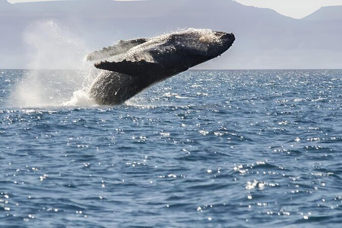 Espiritu Santo Wildlife Expedition and Snorkeling Tour (Private) - The Sum Up