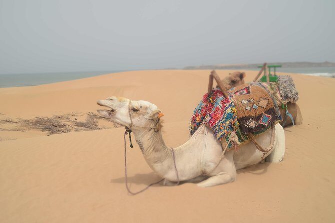 Essaouira 2-Hour Camel Adventure Ride - Who Should Consider This Tour?