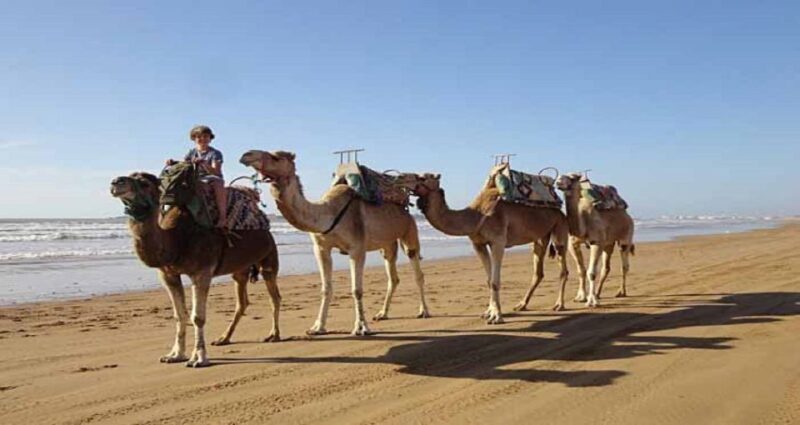 Essaouira: 2-Hour Camel Ride - An In-Depth Look at the 2-Hour Camel Ride in Essaouira