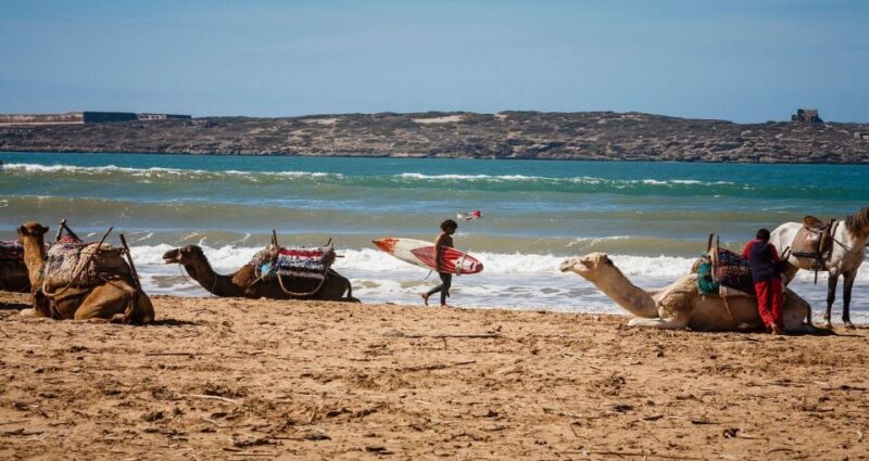 Essaouira: 2-Hour Camel Ride - The Sum Up