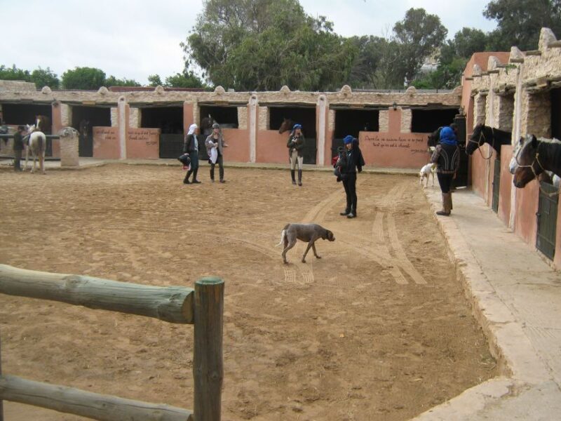 Essaouira: 3-Hour Horseback Ride - Key Points