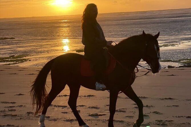 Essaouira Beach Horse Rides &Treks for All Levels - Key Points