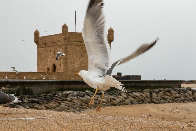 Essaouira Day Trip from Marrakech - The Complete Experience: Detailed Breakdown