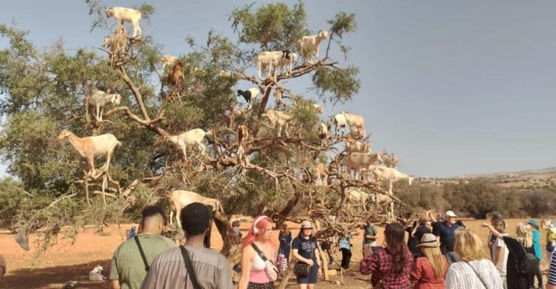 Essaouira Day Trip from Marrakech _ medina, old port - Transportation and Timing: Why It Matters