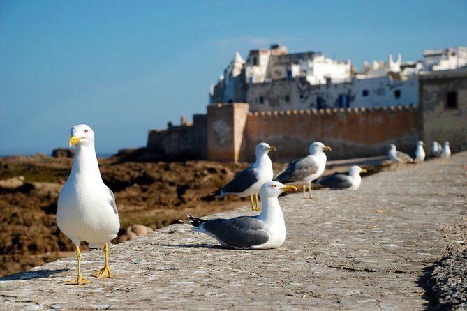 Essaouira Day Trip From Marrakech Including Surf Training - Final Thoughts