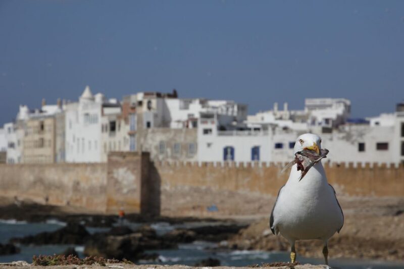 Essaouira Full Day Trip : From Marrakech - Who Will Love This Tour?