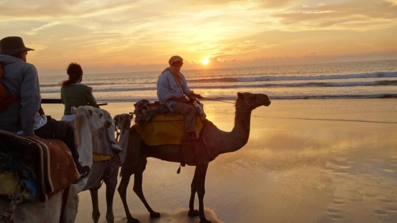 Essaouira: Guided 2h Dromedary Riding with sunset - Who Will Love This Tour?