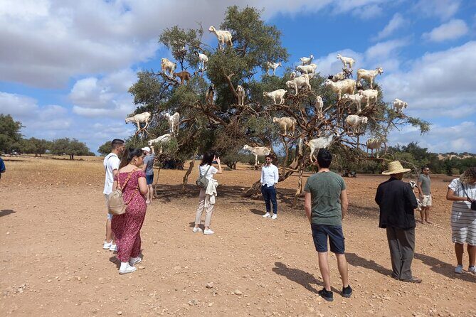 Essaouira One Day Trip From Marrakech - Practical Aspects: Transportation, Timing, and Group Size