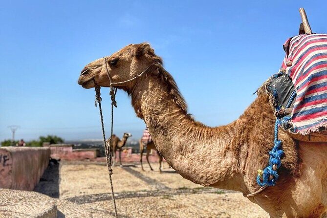 Essaouira Private Day Trip from Marrakech - Who This Tour Is Best For