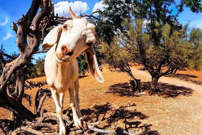 Essaouira Private Full-Day Trip from Marrakech (All-inclusive) - FAQ