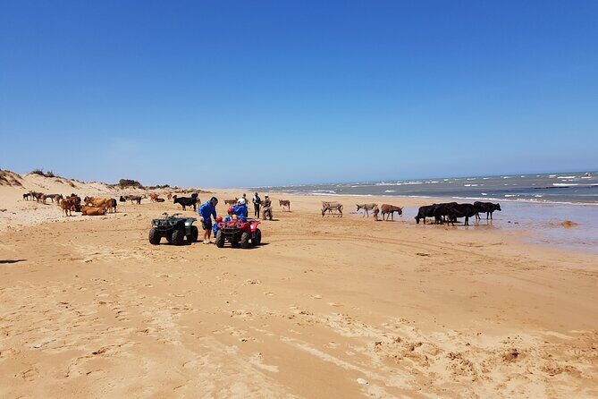 Essaouira: Quad ride / family & friends (free transfer) - Who Should Consider This Tour?