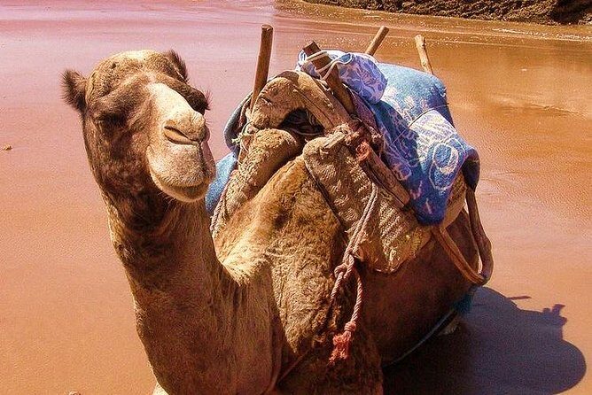 Essaouira Tour from Marrakech shared small-group - What You Can Expect from the Essaouira Tour