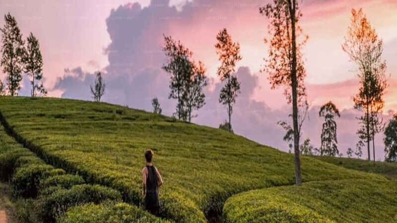 Essence of Sri Lanka: 12 Days of Culture, Nature & Adventure - Who Is This Tour Best For?