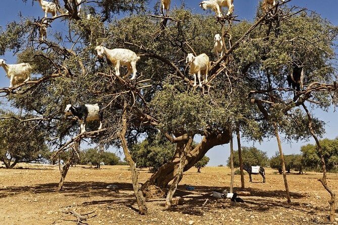 Essouira Full-Day Tour from Agadir with a group - Discovering the Port and Return