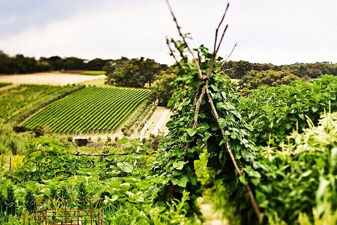 Estate to Plate: Montalto Vineyard Gourmet Lunch and Wine-Tasting Tour - Private Wine Tasting: An Intimate Affair