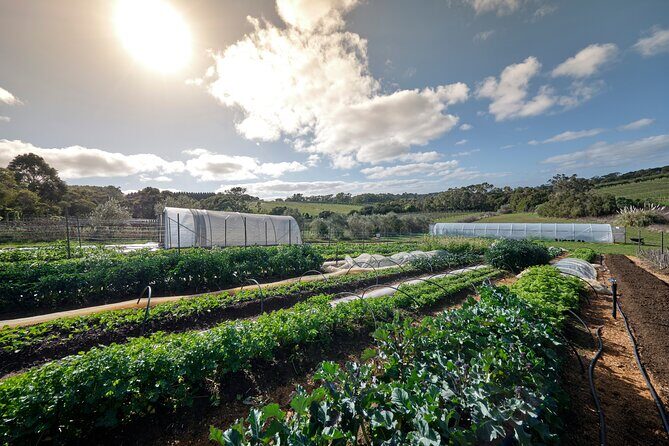 Estate to Plate: Montalto Vineyard Gourmet Lunch and Wine-Tasting Tour - The Three-Course Gourmet Meal